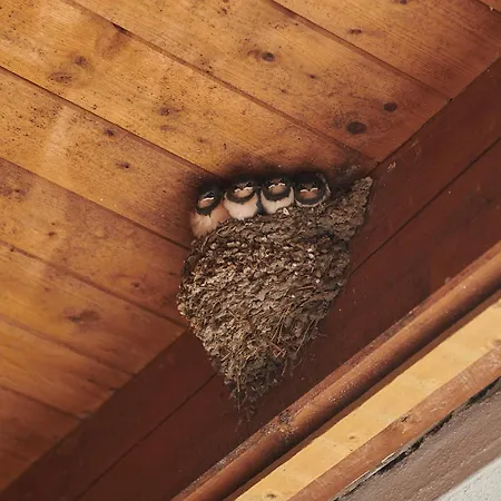 Ferien- Und Obsthof Dillmann لانغنارغن